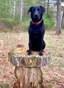 Happy, healthy, 75% Labrador, 25% Blue Heeler Listing Image
