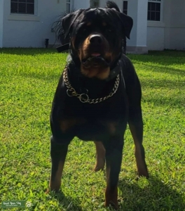 Rottweiler Stud Listing Image