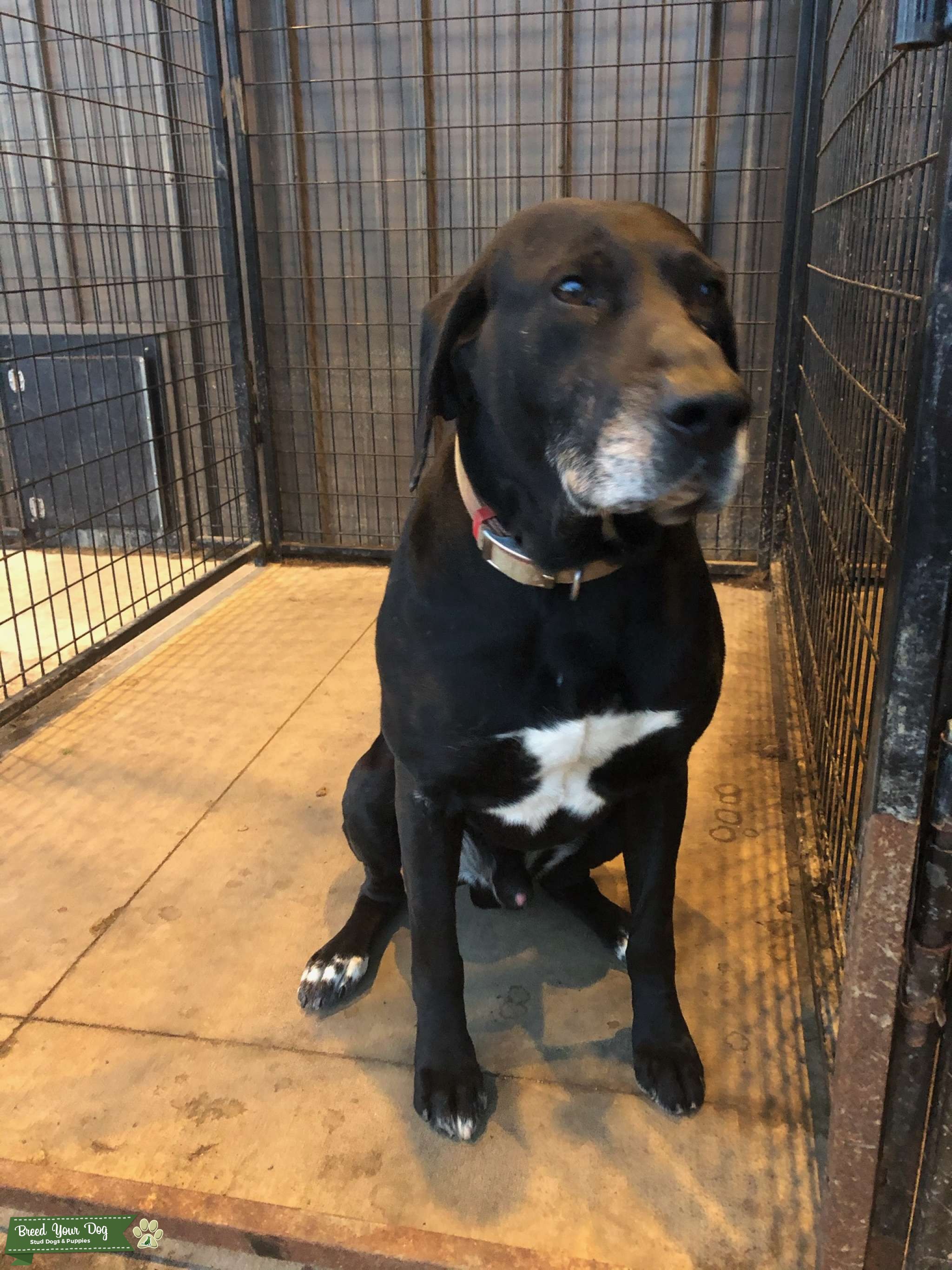 Black German shorthair Stud Dog IA Breed Your Dog