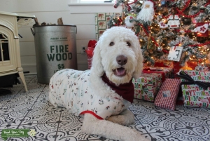 Male F1b Goldendoodle Stud Listing Image