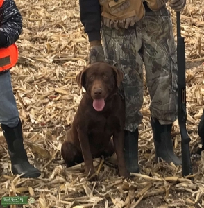 Chocolate Brown Labrador Listing Image