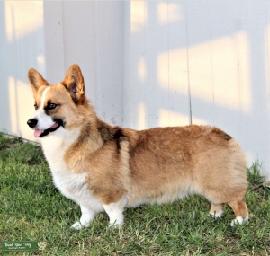 AKC Pembroke Welch Corgi  Listing Image