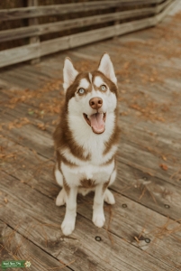 Siberian Husky Listing Image