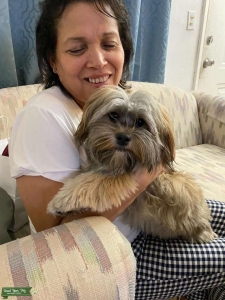 1yr old Yorkie looking for a female Listing Image