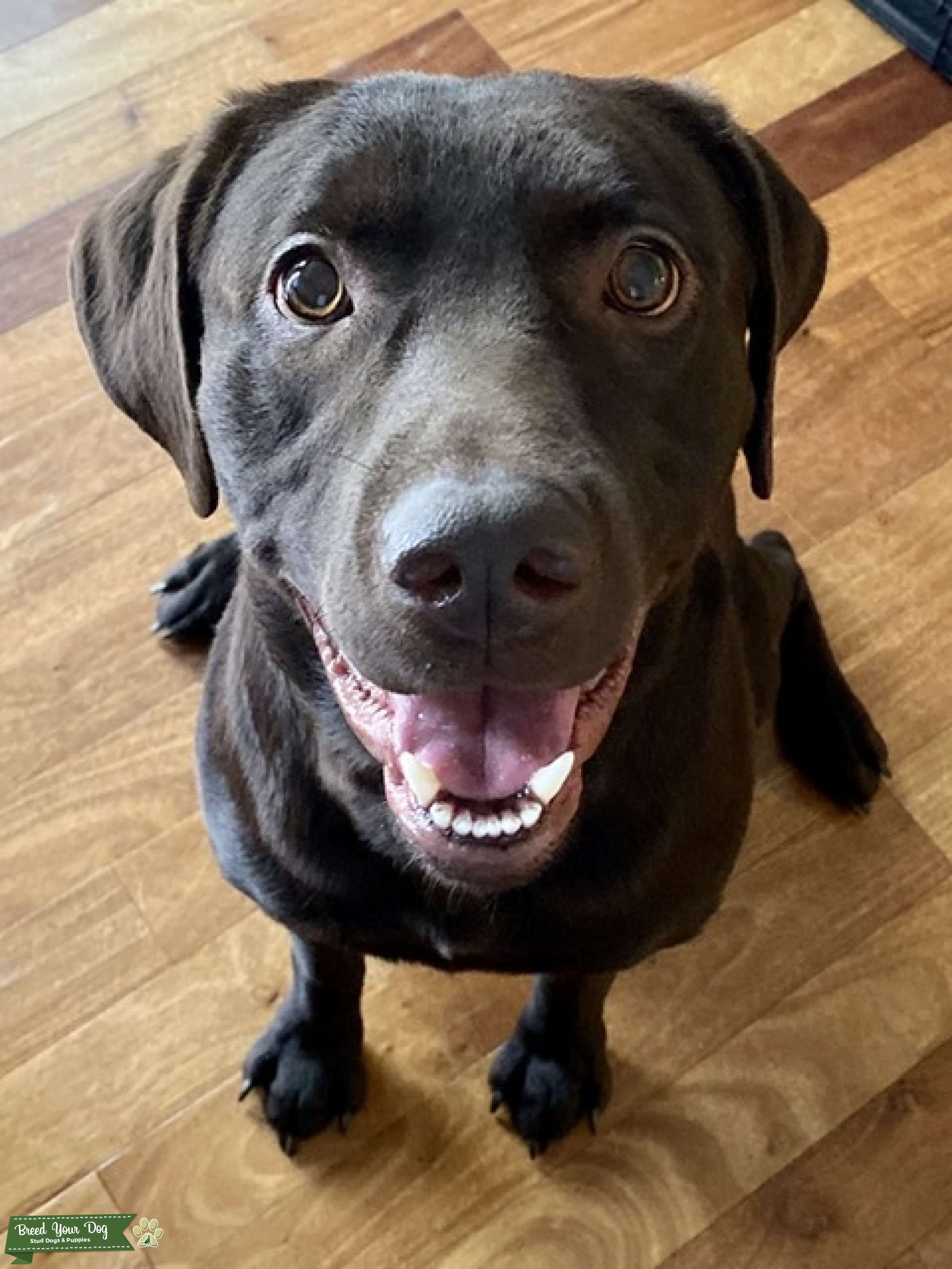 Labrador Retriever Stud Dog Oregon Breed Your Dog