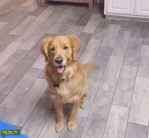 Stud Golden Retriever Listing Image