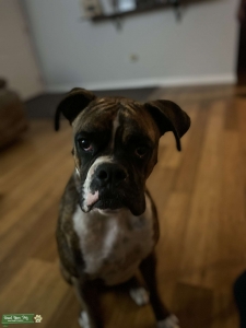 Handsome stud muffin Listing Image