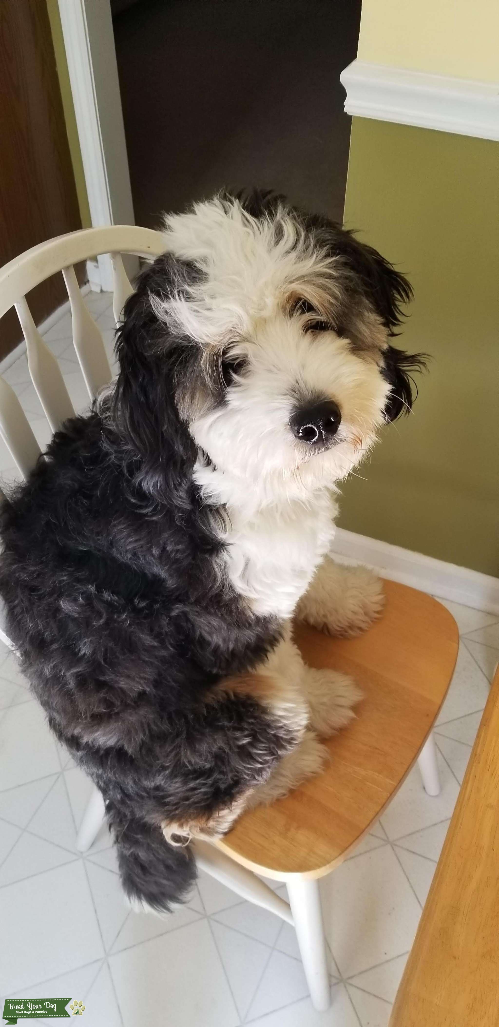 Beautiful tri color Miniature Bernedoodle with playful gentle personality. Stud Dog in