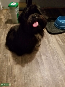 1 year old male stud Listing Image