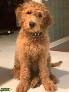 GoldenDoodle (F1)(Large) Listing Image