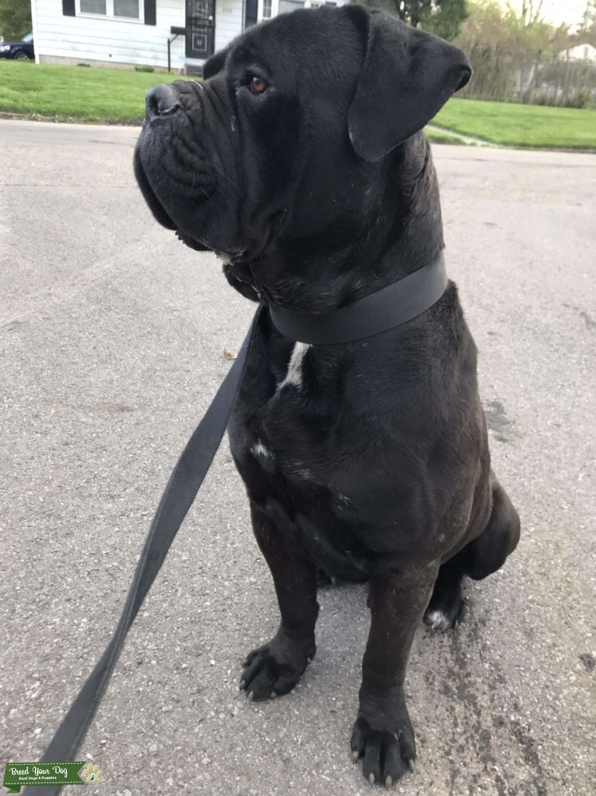 Male cane corso(135lbs) Iccf registered Stud Dog Ohio Breed Your Dog