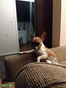 Chihuahua/Yorkie Stud Listing Image