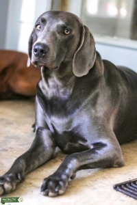 AKC Registered Blue Weim  Listing Image
