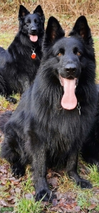 black long haired german shepherd