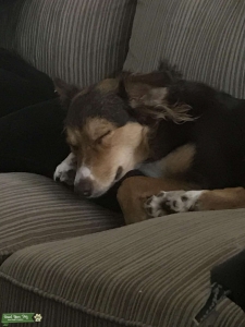 Tri Color Australian Shepard  Listing Image