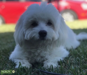 Maltipoo Male Stud Listing Image