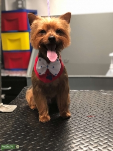 Pure Yorkie Terrier Stud  Listing Image