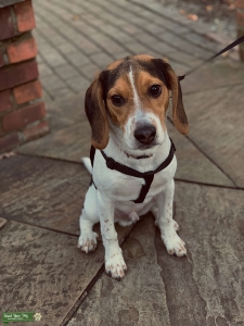 Beagle stud  Listing Image