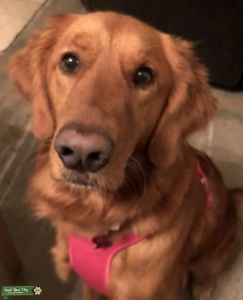 Want to breed Female Dog Listing Image