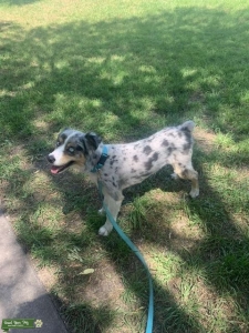 Blue Merle Australian Shepherd  Listing Image