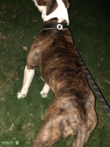 Pitbull Proven stud Listing Image