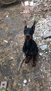 European Doberman Stud Listing Image