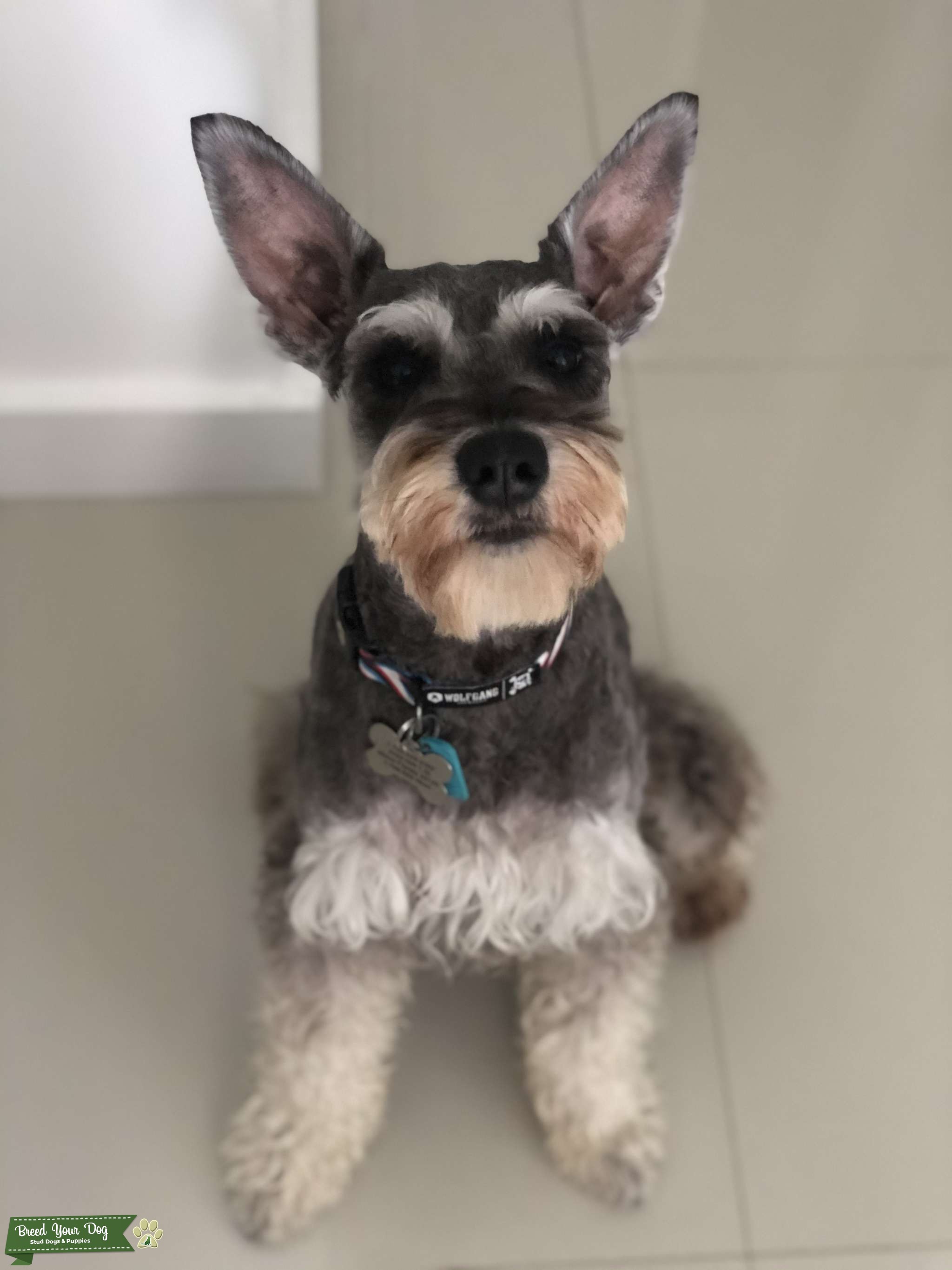 Male mini schnauzer ready to breed Stud Dog in Miami , the United States Breed Your Dog
