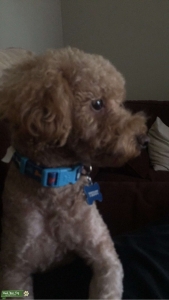 Mini Red Poodle -12 lbs. , Sweet dog and is ESA Certified Listing Image