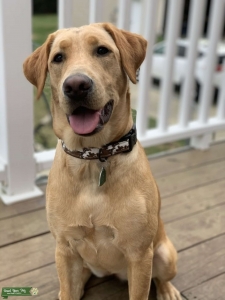 YELLOW LAB Listing Image