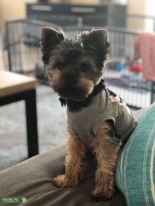AKC Yorkie Stud Listing Image