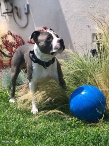 American Bully Stud Listing Image