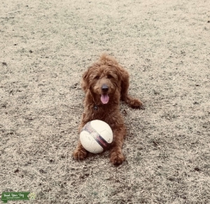 F1 Red Male Golden Doodle Listing Image