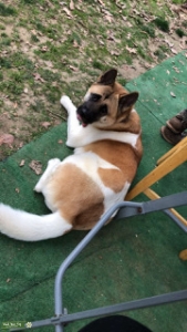 Looking to breed sweet female American Akita Listing Image