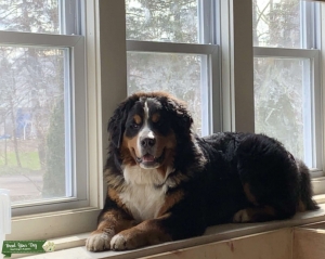 AKC Bernese Mountain Dog Listing Image