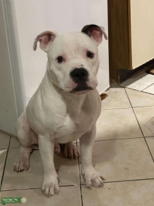 Staffordshire Bull Terrier Listing Image