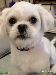 Shih tzu  Listing Image