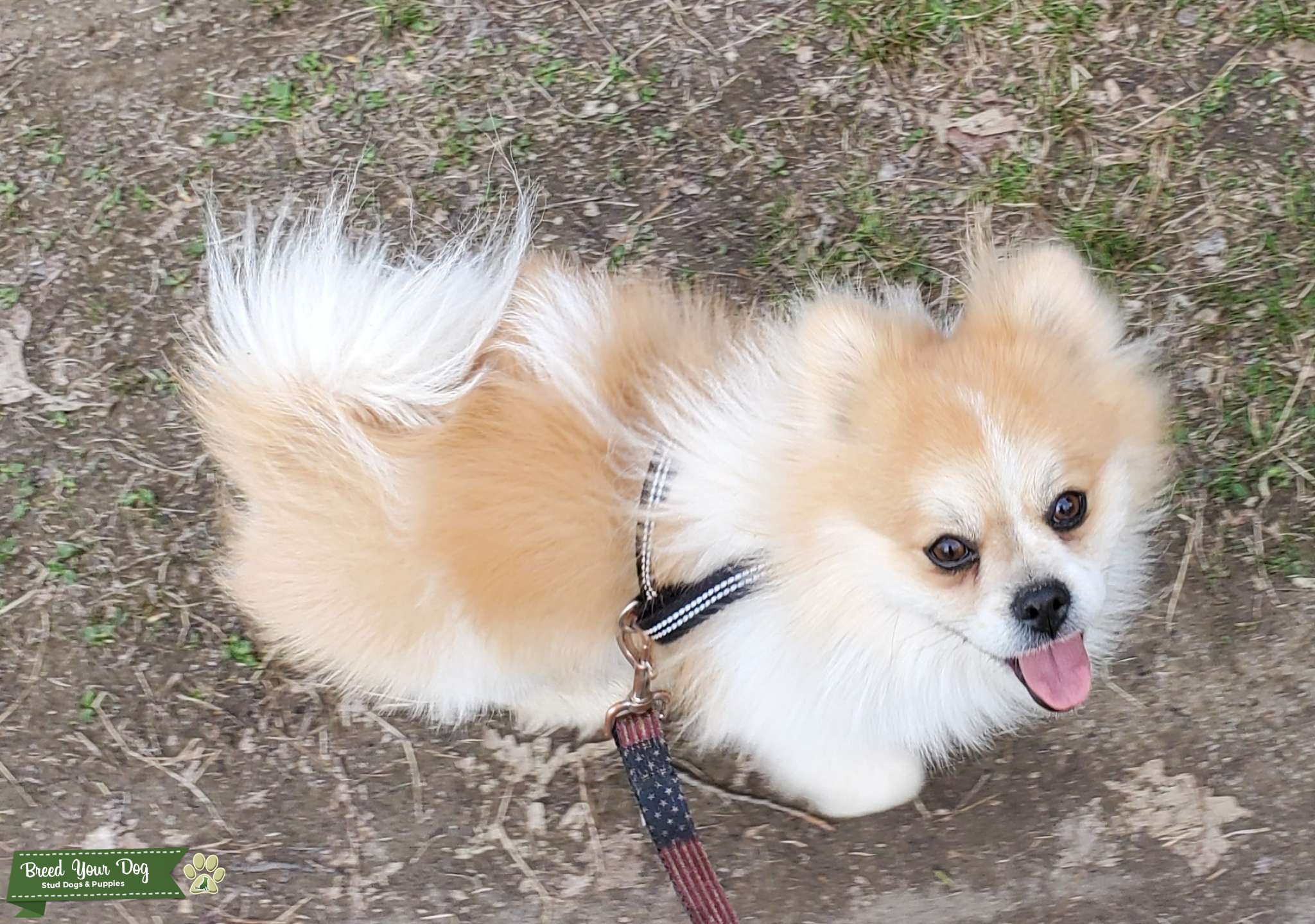 pekingese and pomeranian