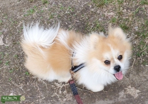 Riley is a Pomeranian 75% Pekingese 25% mix. He has tan and white fur.   Listing Image