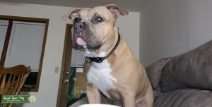 Healthy well-bred Bully’s  Listing Image