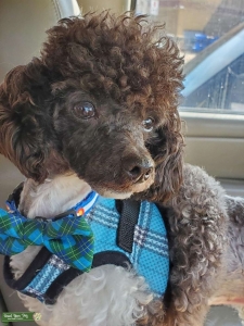 AKC and CKC toy poodle Listing Image