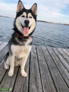 Siberian husky Stud Listing Image