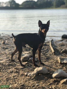 Miniature Pinscher Stud Listing Image