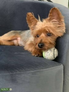 Yorkie stud Listing Image