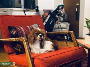 Cavalier King Charles Spaniel  Listing Image