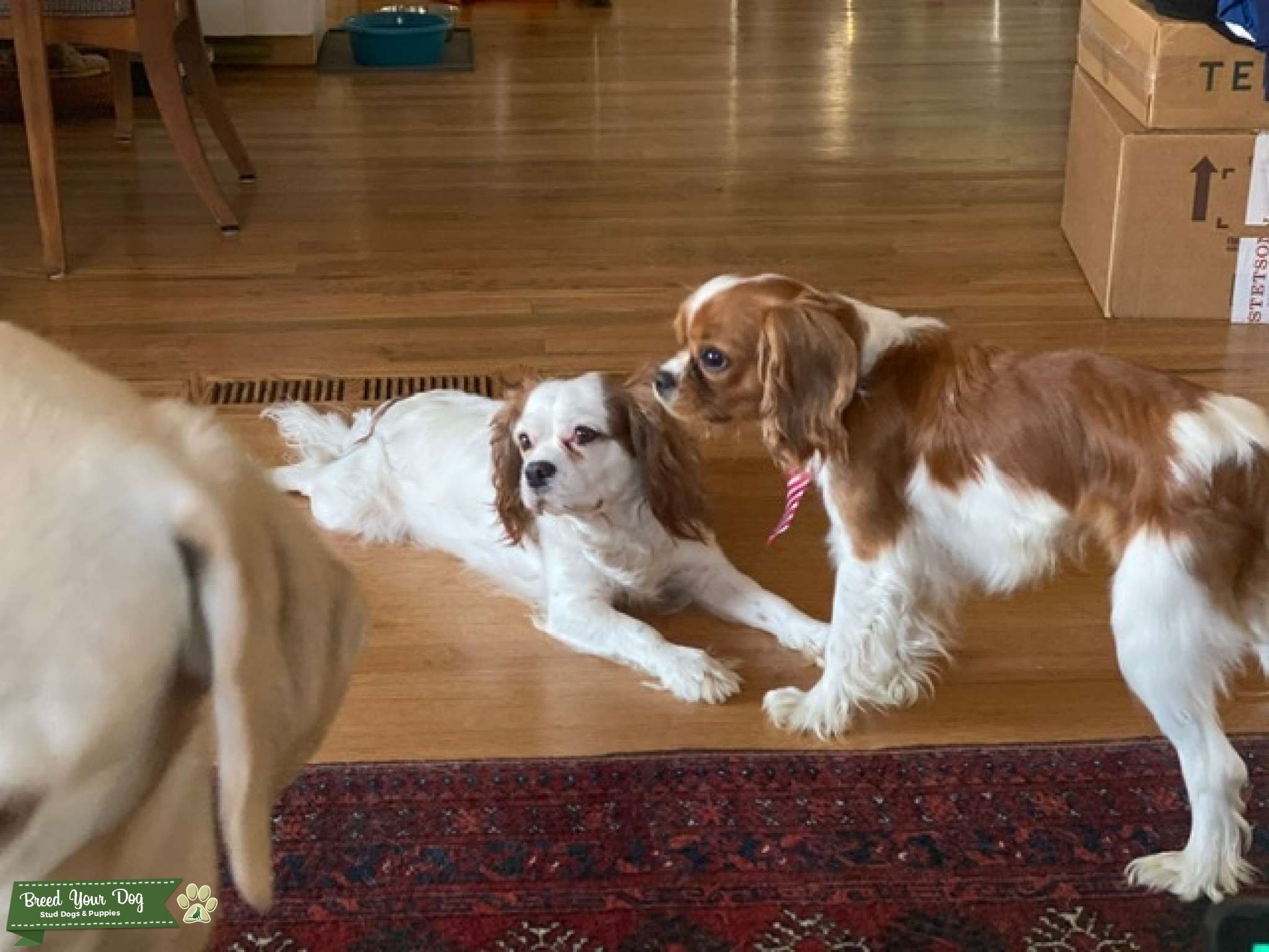 Cavalier King Charles Spaniel Stud Dog in Colorado , the United