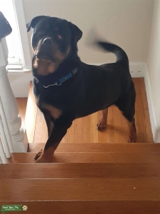 Stud rottweiler  Listing Image