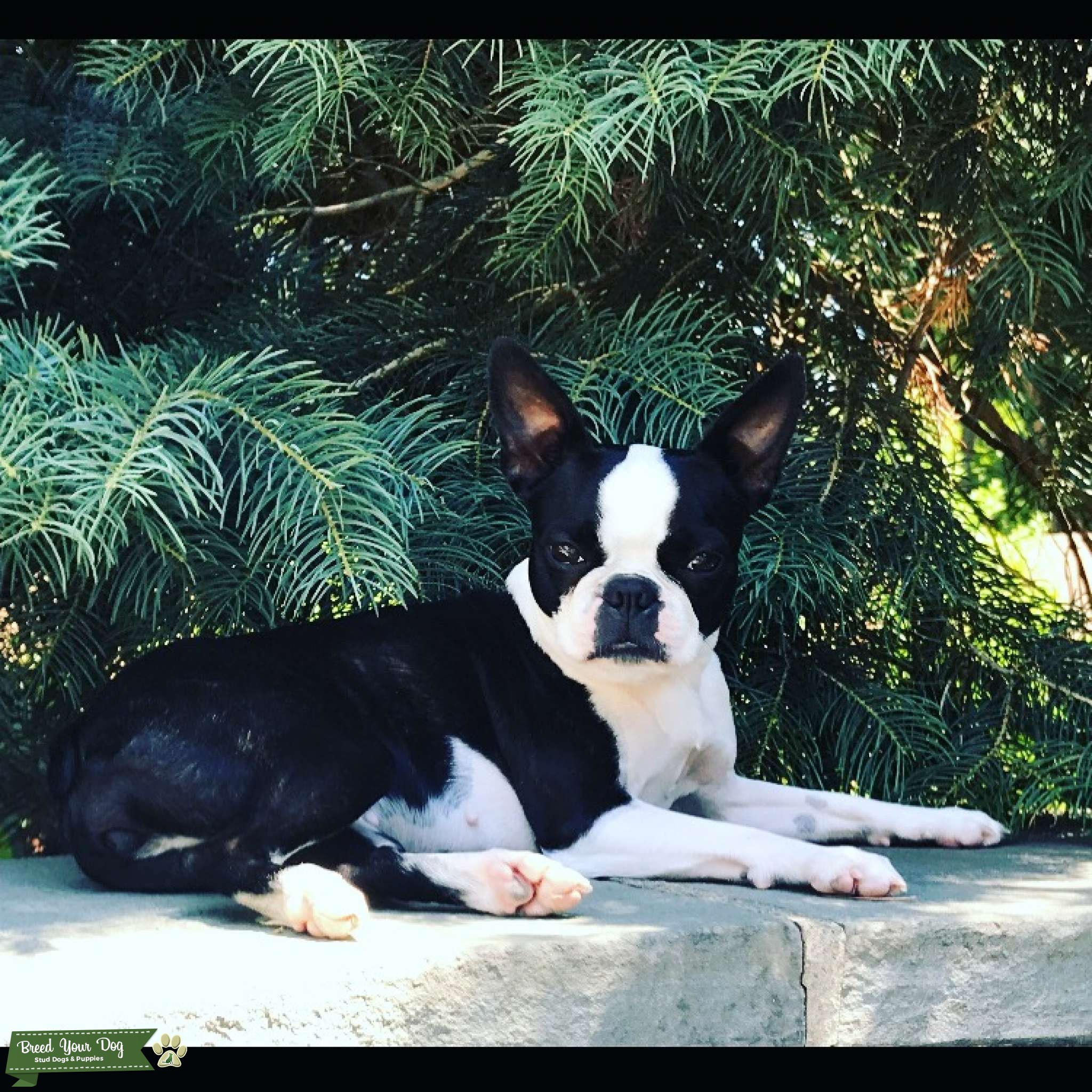 Brindle Boston Terrier Stud Dog in NJ, the United States Breed Your Dog