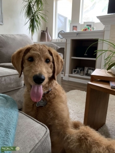 Male F1 Labradoodle looking for mate Listing Image