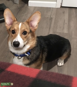 New Stud Dog Listing Image