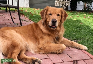 Looking to Stud our Golden Boy Listing Image